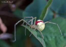 Image of Enoplognatha ovata (Clerck 1757)