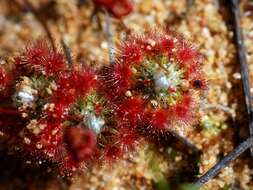 Image of Drosera citrina Lowrie & Carlquist