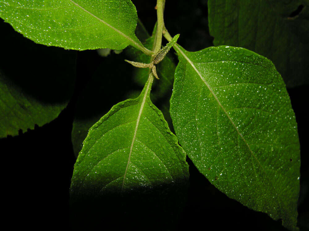 Plancia ëd Varronia spinescens (L.) A. Borhidi