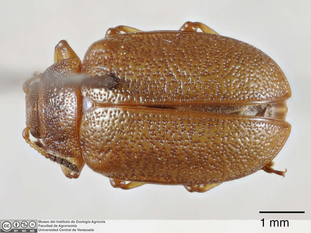 Image of <i>Chrysomela apaneca</i>