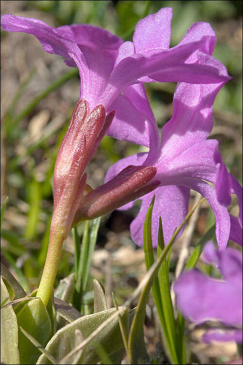 Image of Primula wulfeniana Schott