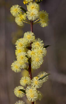 Image of early wattle