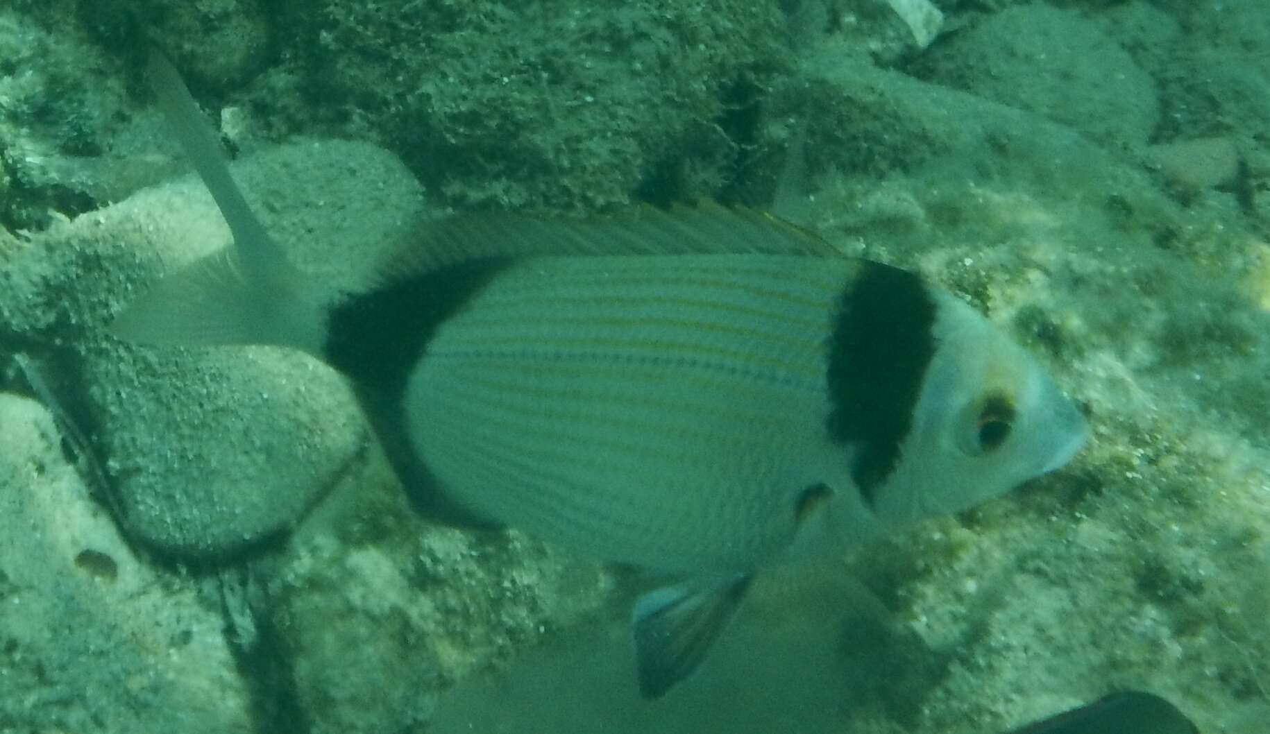 Image of Blacktail Bream