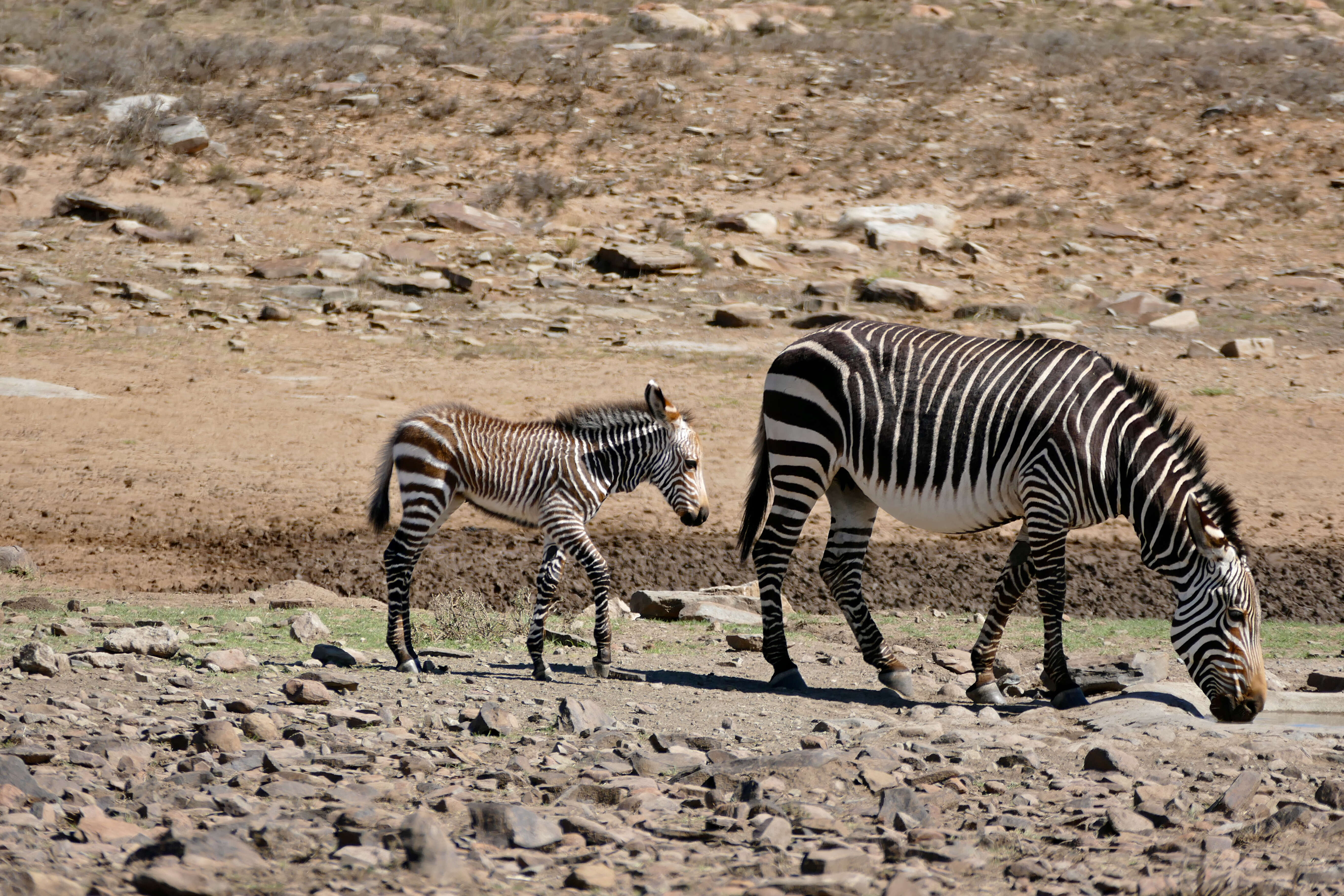 Image of zebra