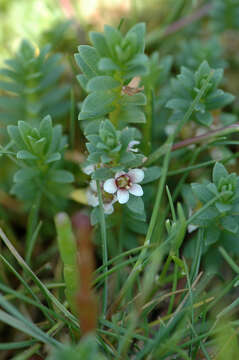 Image of black saltwort