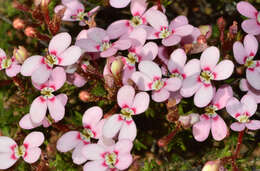 Image of Stylidium cygnorum Fitzg.