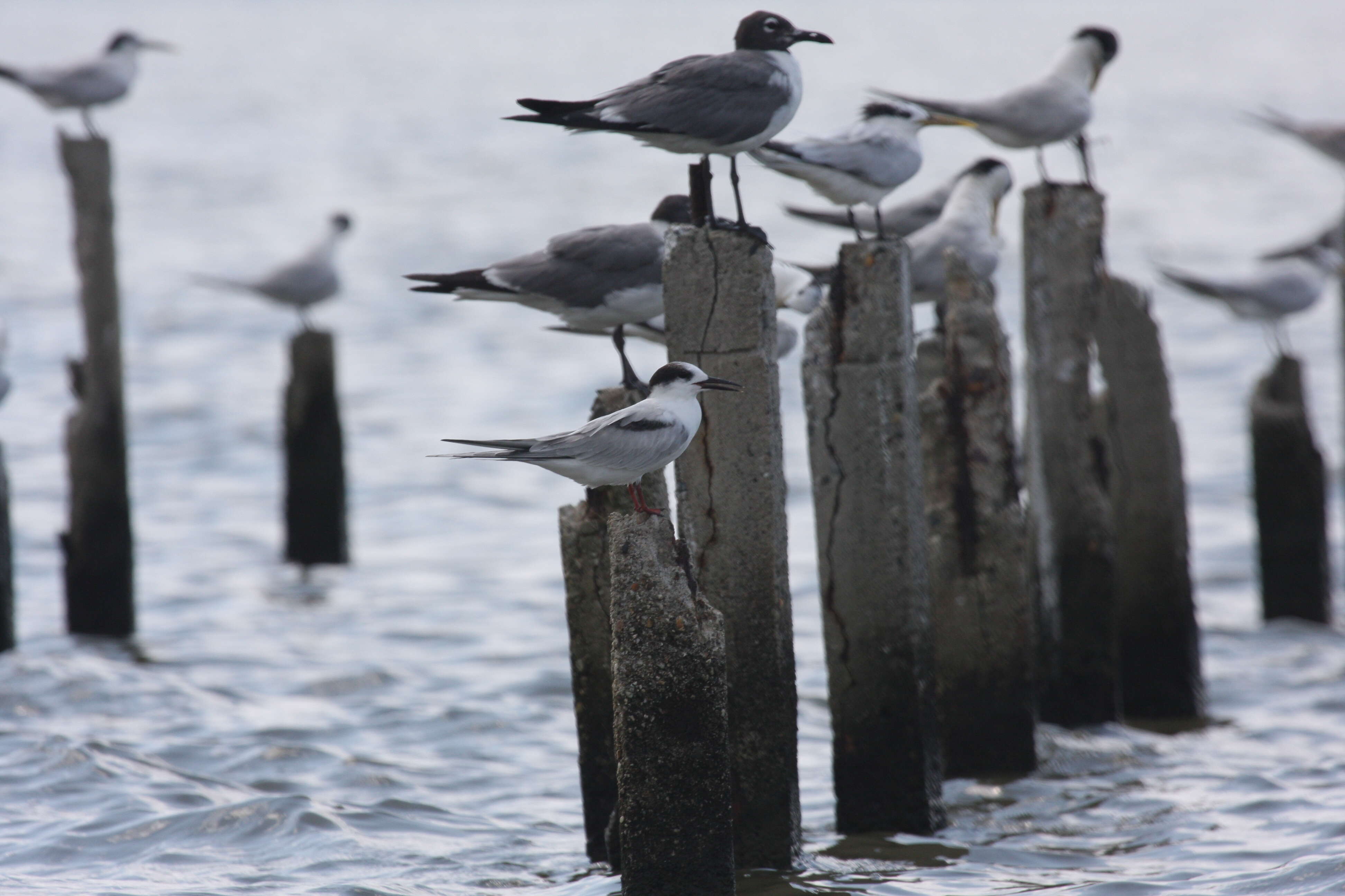 Image of Common Tern