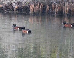 Image of Chestnut Teal