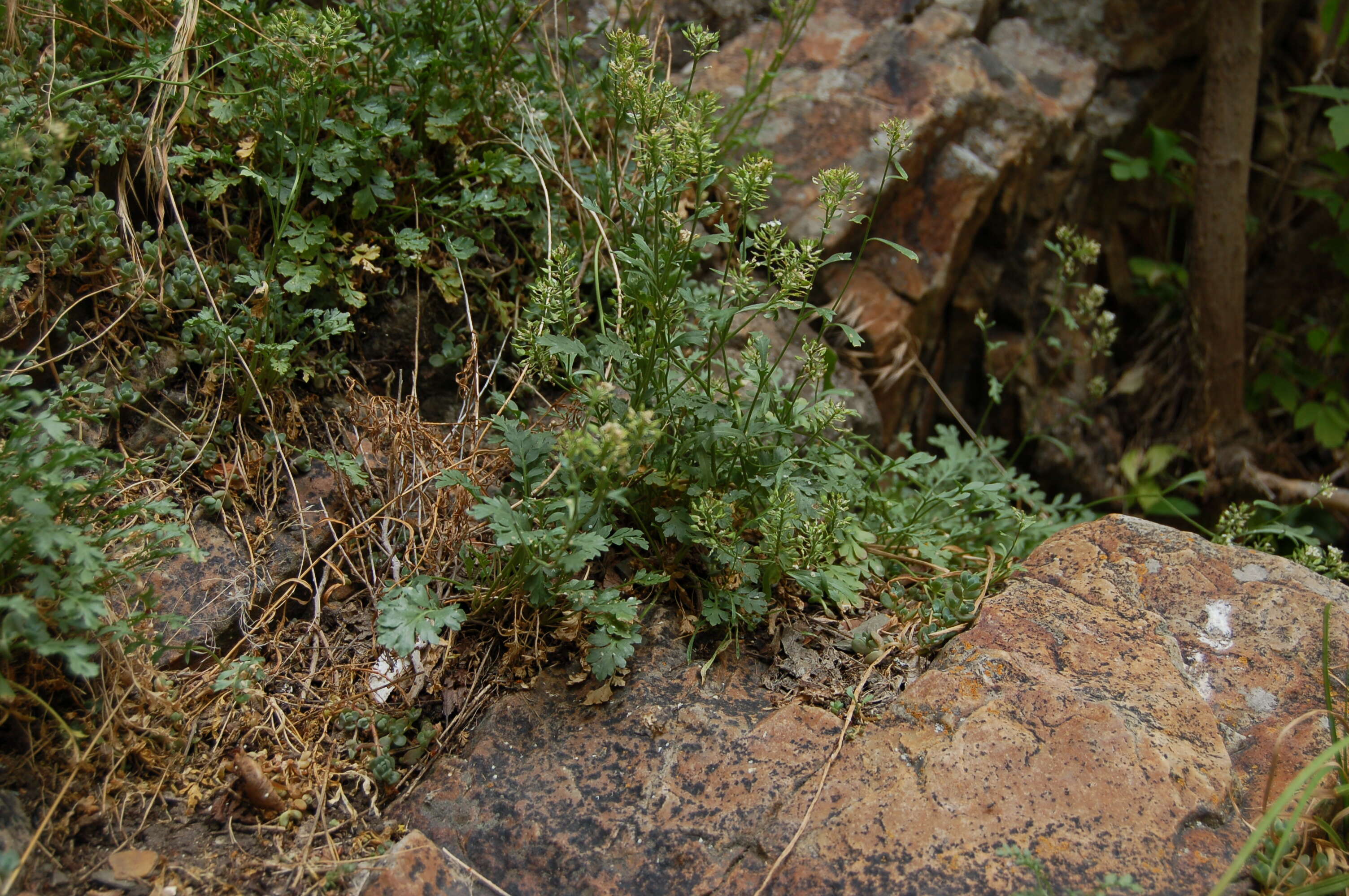 Image of Peppercresses