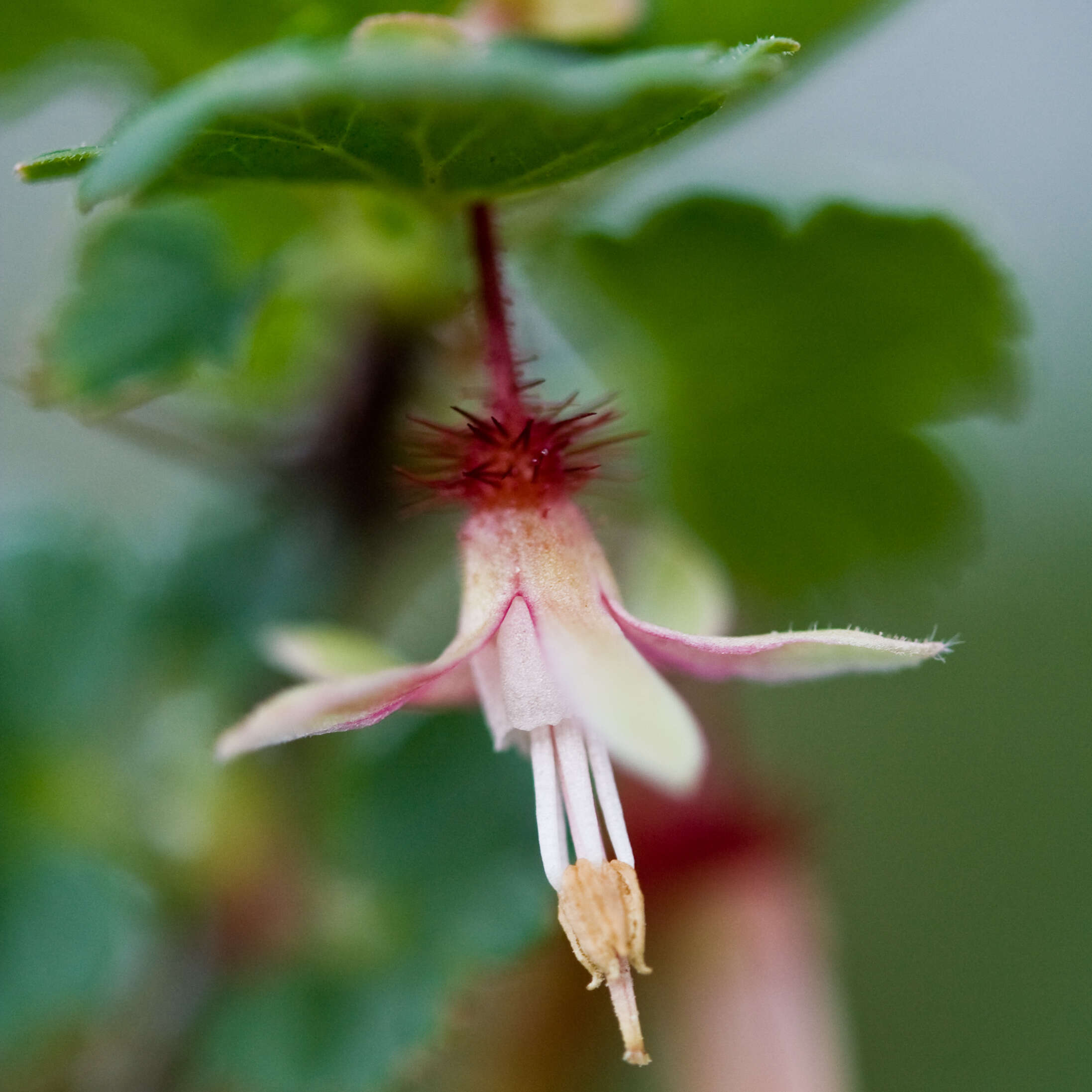 Imagem de Ribes californicum Hook. & Arn.