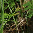 Image de Carex hyalinolepis Steud.