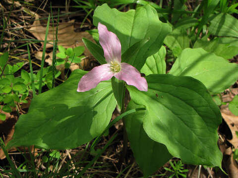 Image of trillium