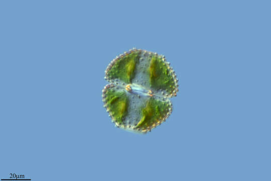 Image of Cosmarium sportella