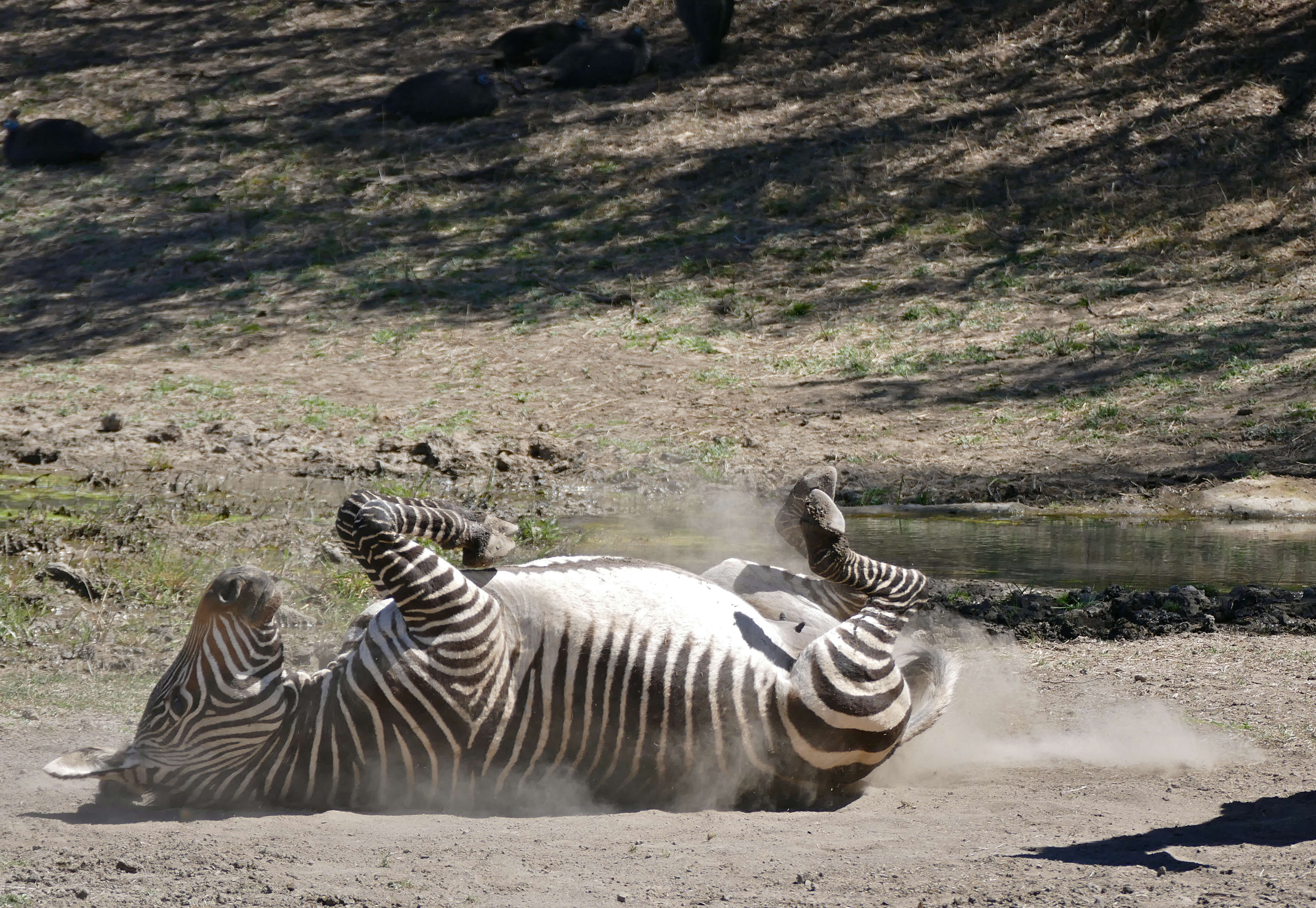 Image of zebra