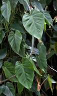 Image of philodendron