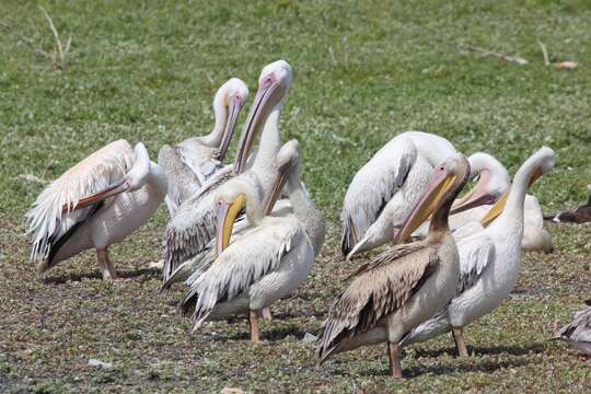 Image of Great White Pelican