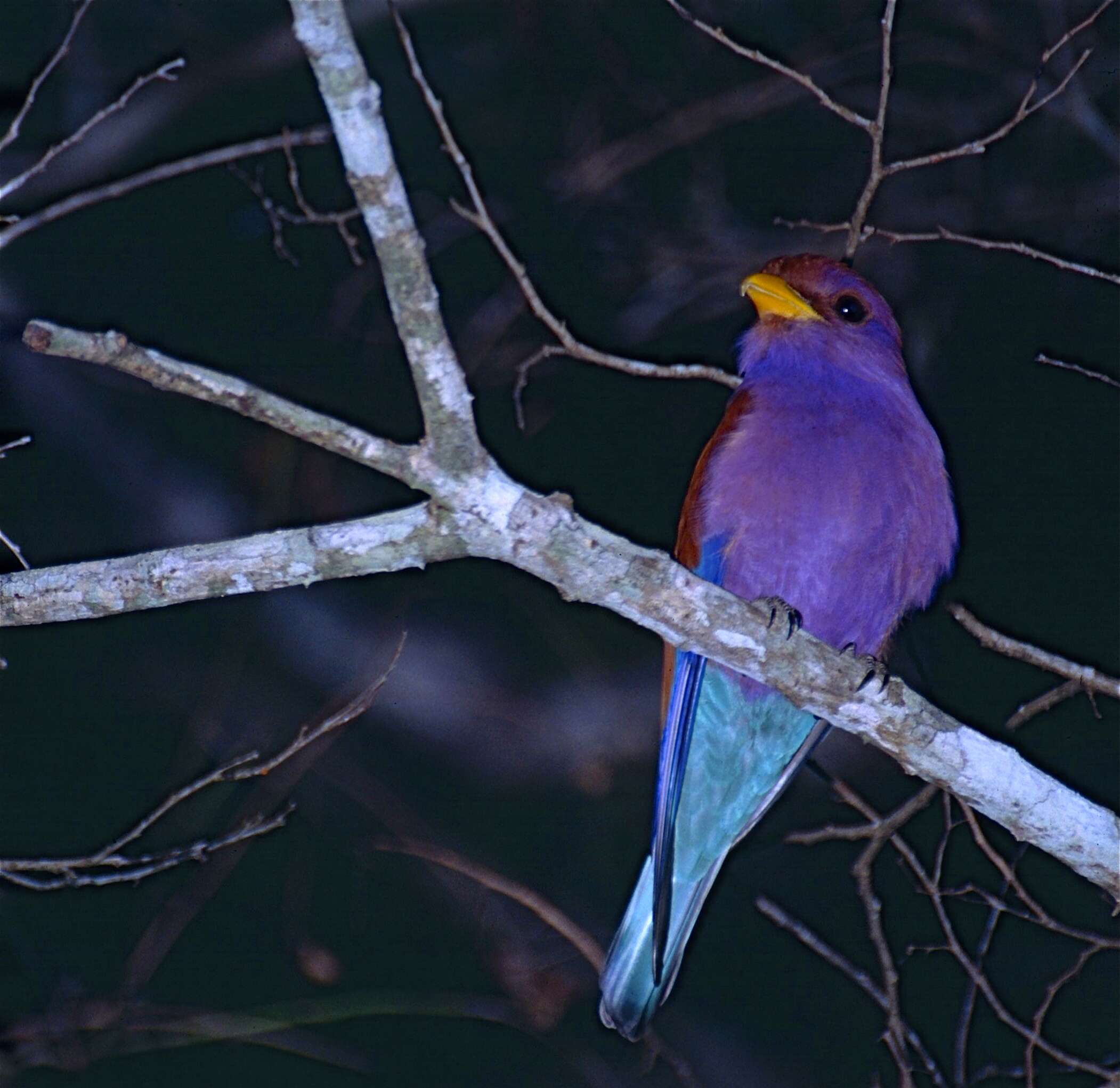 Image of Broad-billed Roller