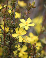 Image of Hibbertia riparia (R. Br. ex DC.) Hoogland