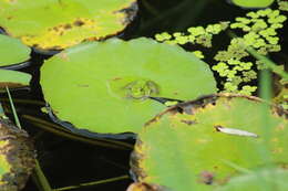 Plancia ëd Pelophylax plancyi (Lataste 1880)