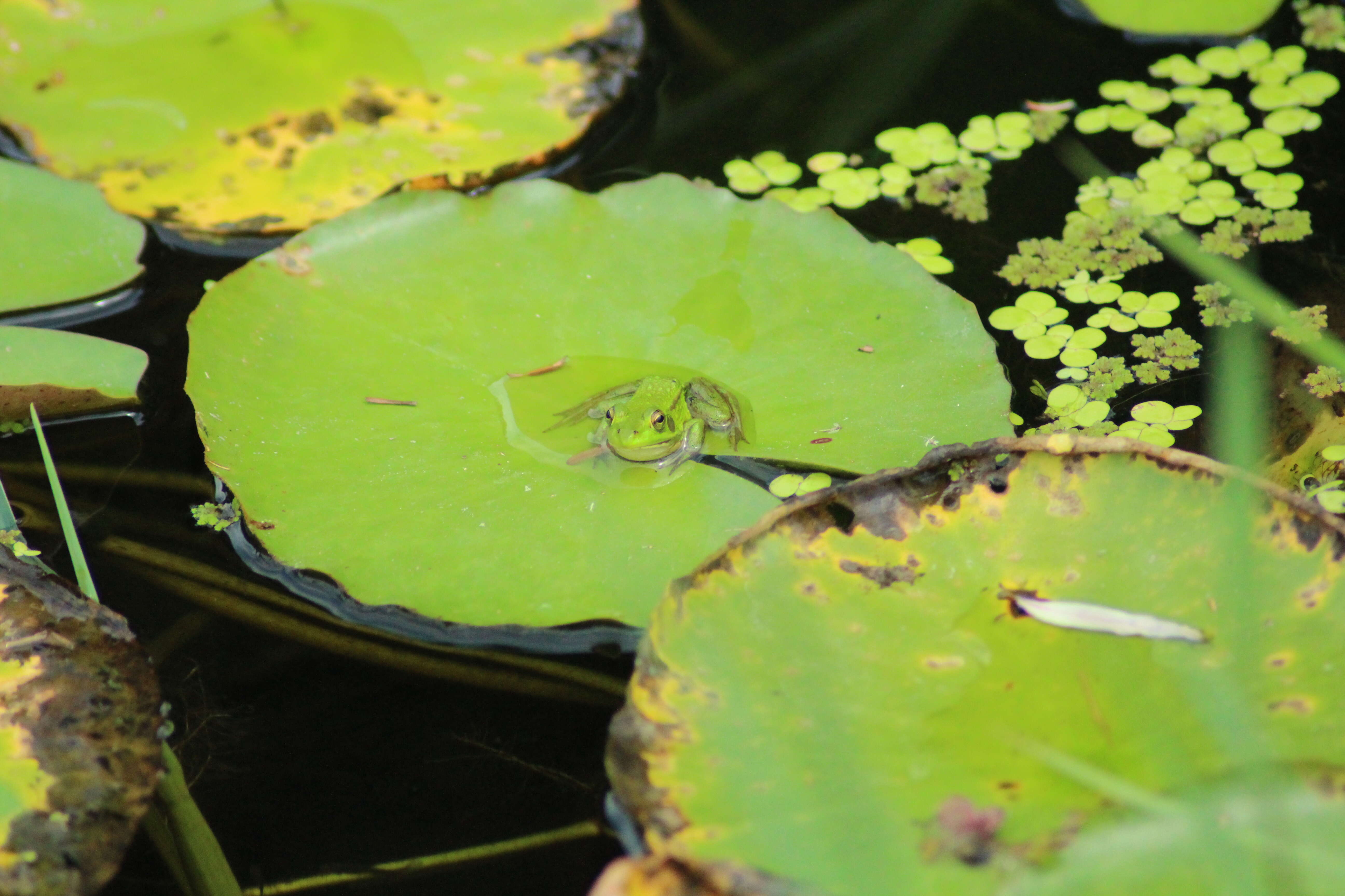 Image of Green Frogs; Water Frogs