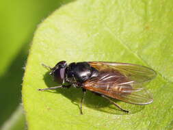 Image of hoverfly