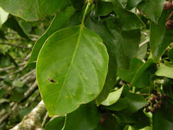 Imagem de Dendropanax caucanus (Harms) Harms