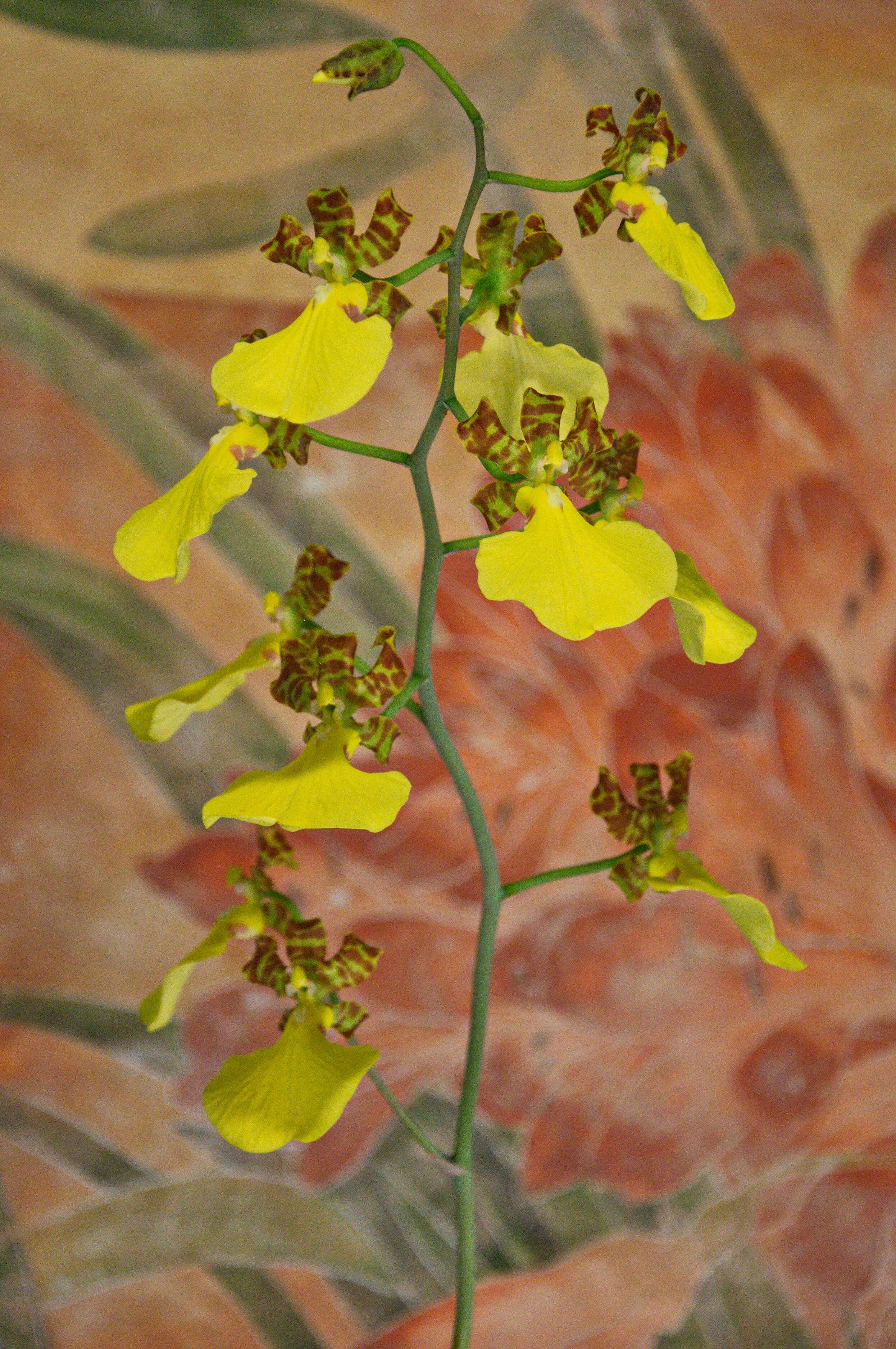 Trichocentrum splendidum (A. Rich. ex Duch.) M. W. Chase & N. H. Williams的圖片