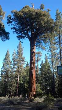 Image of Incense-cedar