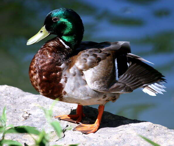 Image of Common Mallard