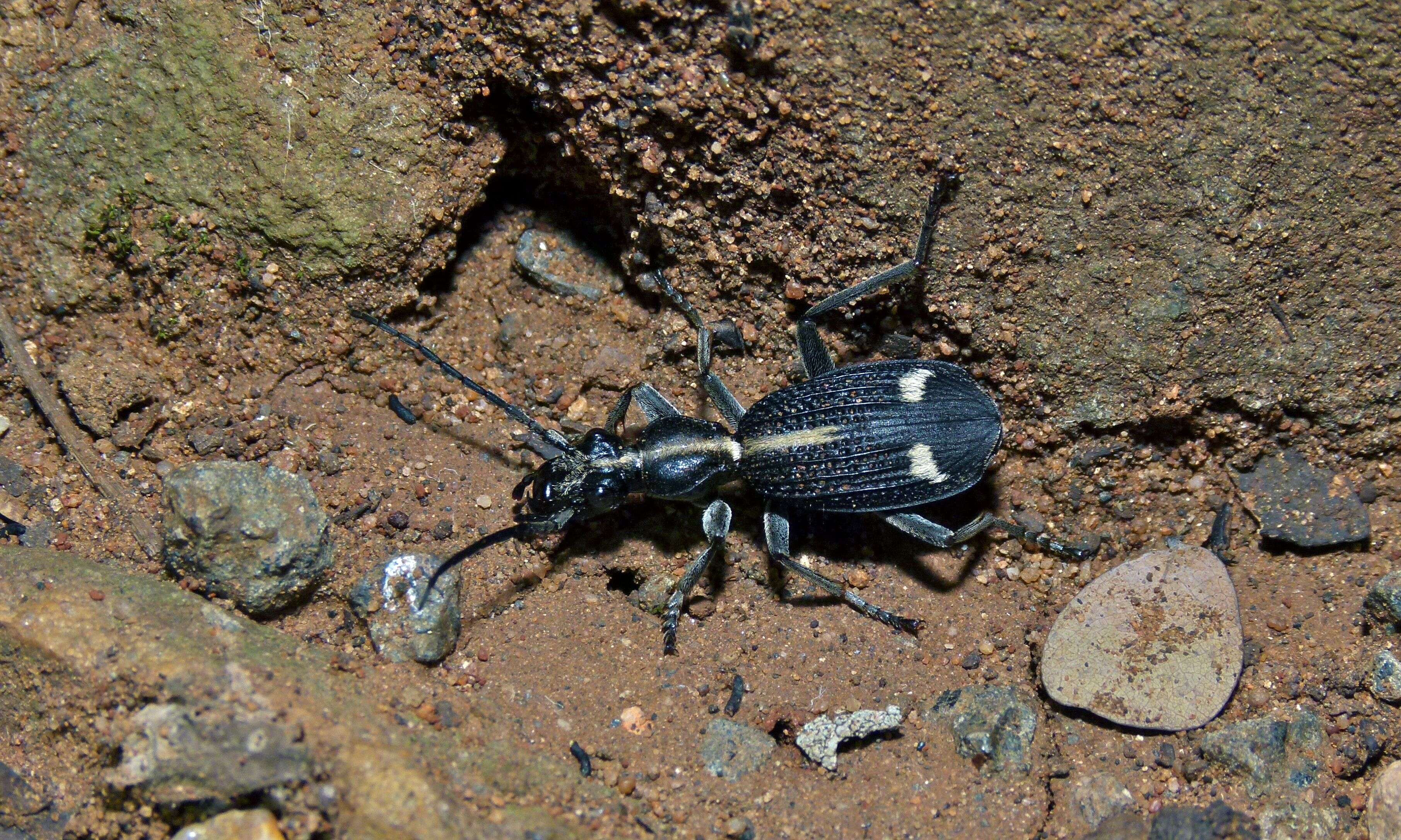 Image of Cypholoba graphipteroides (Guérin-Méneville 1845)