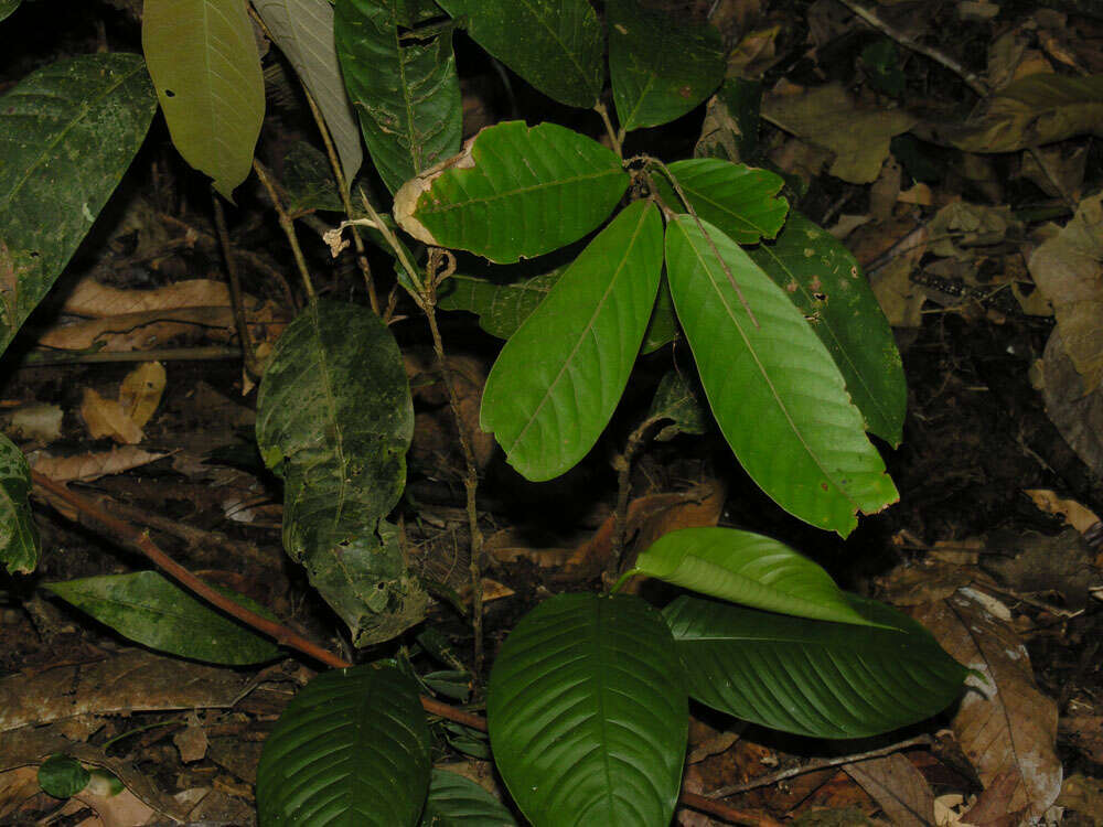 Sivun Licania corniculata G. T. Prance kuva