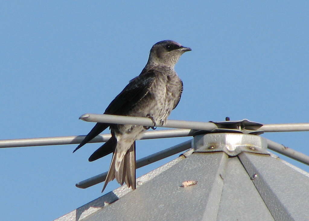 Image of Purple Martin