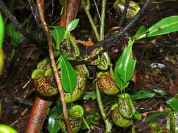 Image of Flask-Shaped Pitcher-Plant