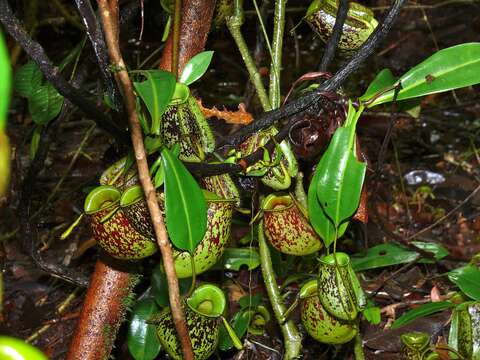 Image of Flask-Shaped Pitcher-Plant