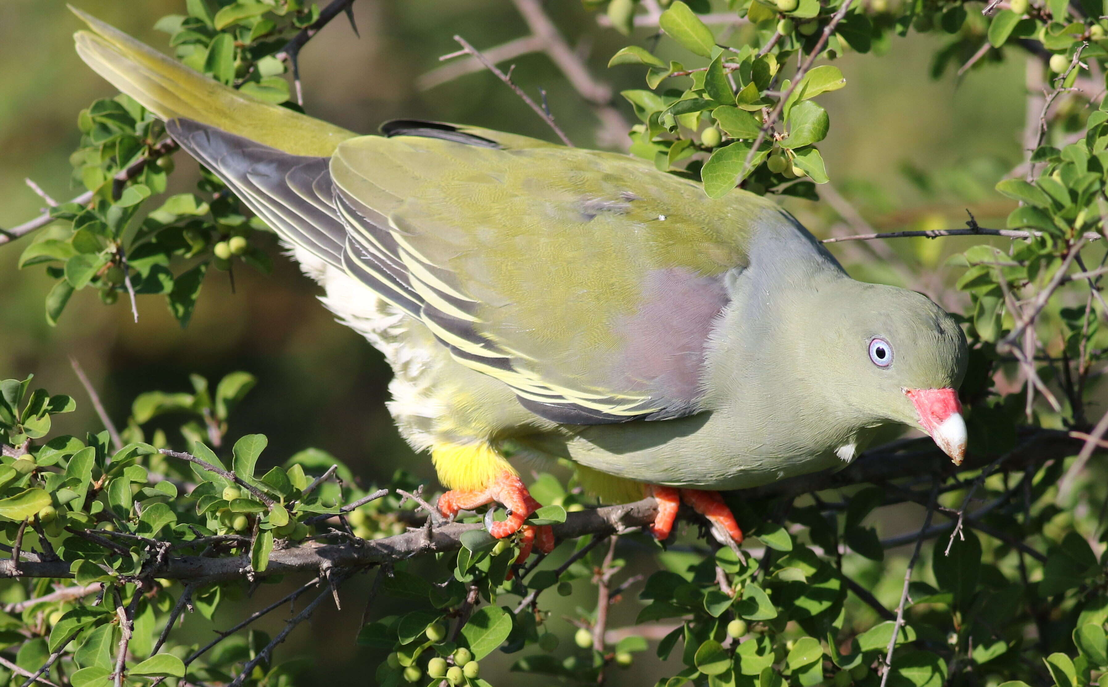 صورة Treron calvus (Temminck 1811)