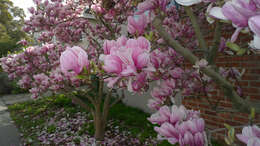 Image of Saucer magnolia