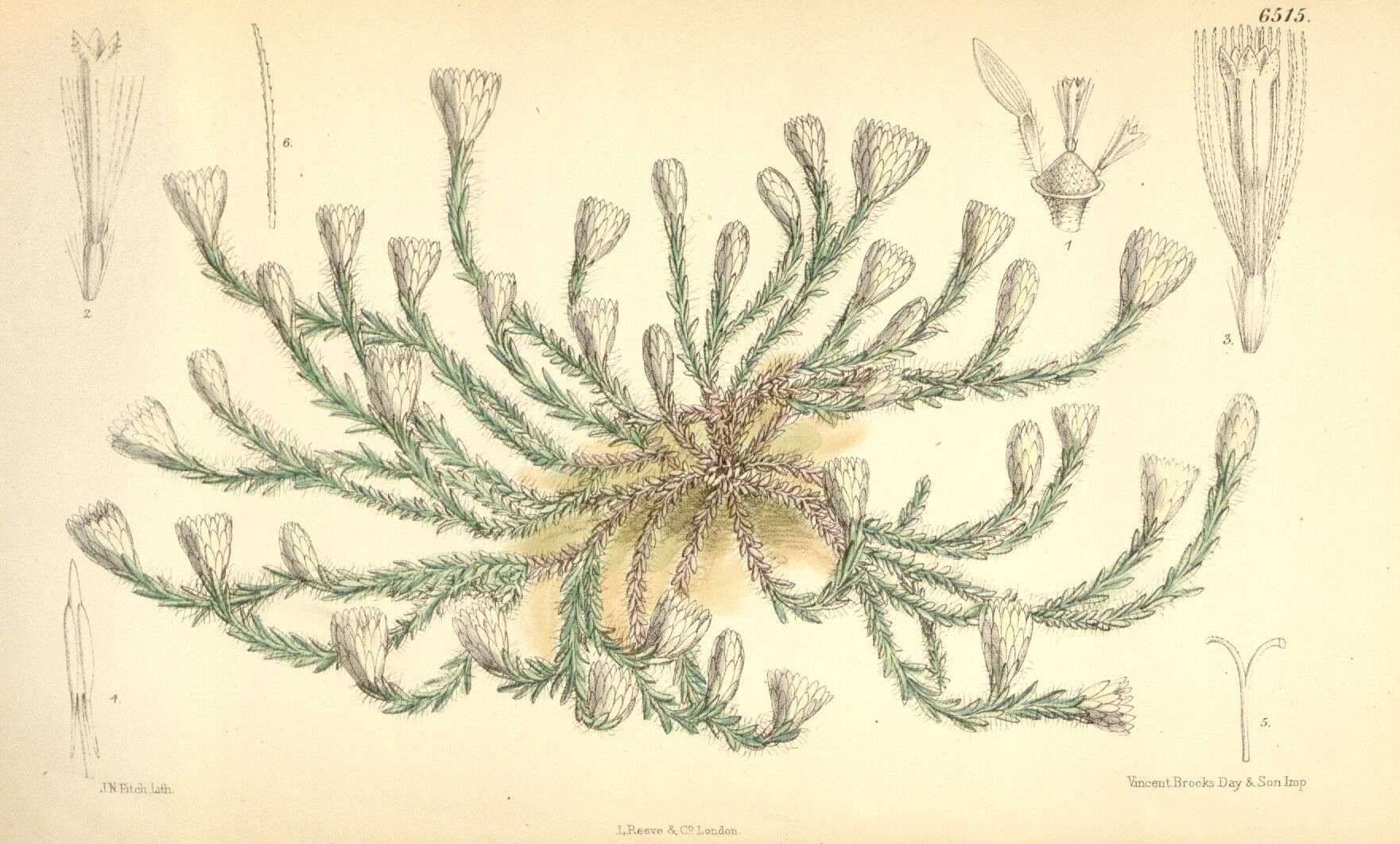 Castroviejoa frigida (Labill.) Galbany et al. resmi