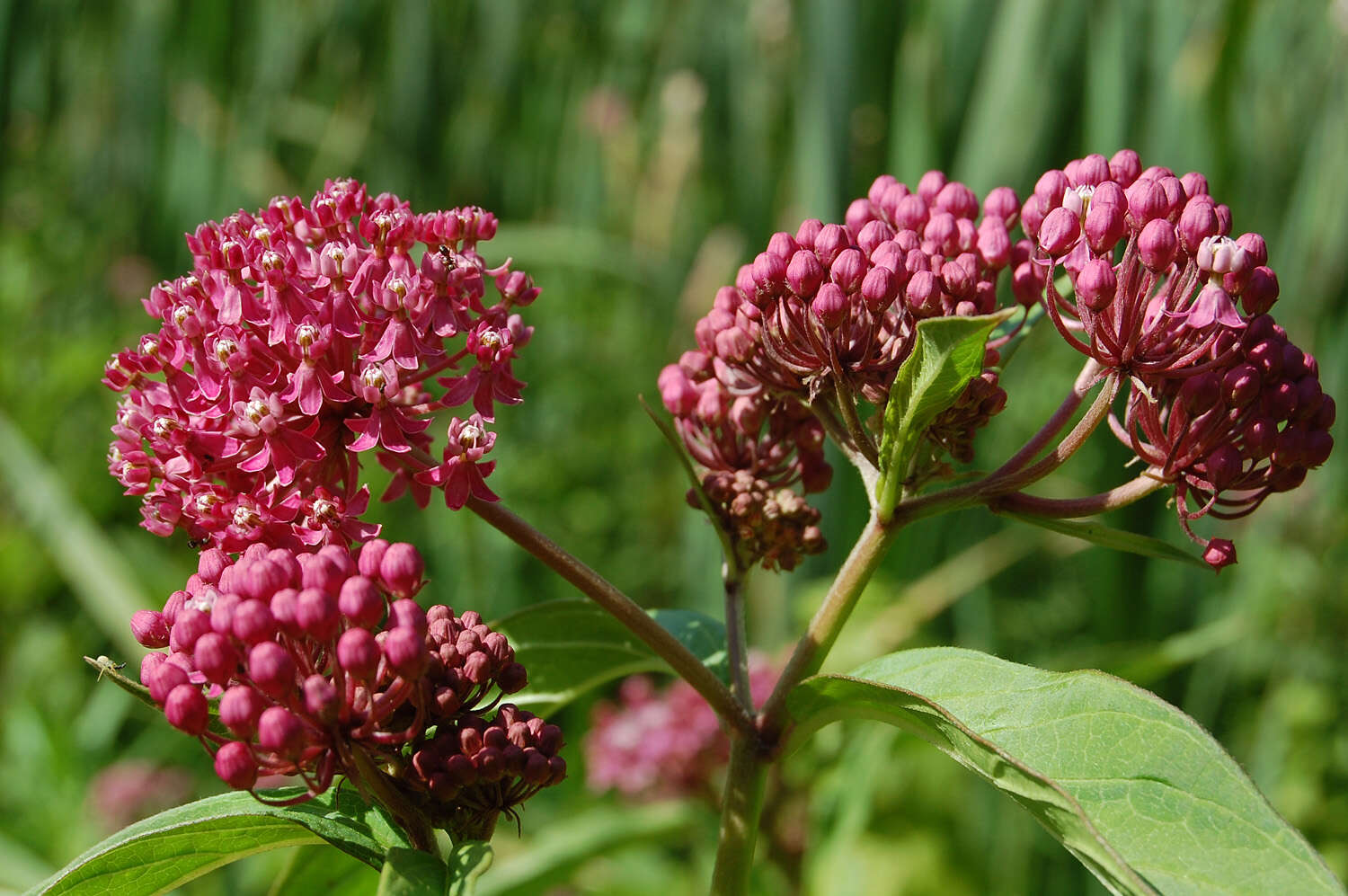 Image of milkweed