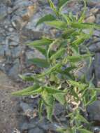 Image of Ambrosia-leaf Bursage