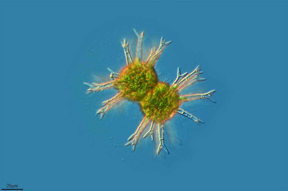 Image of Staurastrum arctiscon