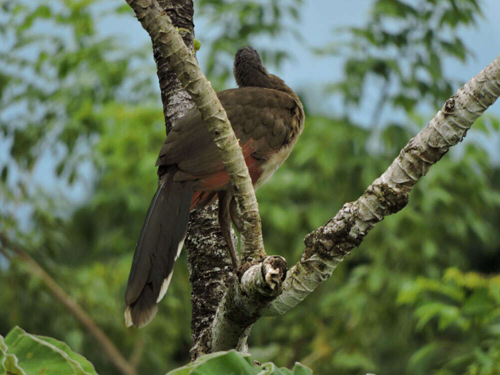 Image of Gray-headed Chachalaca