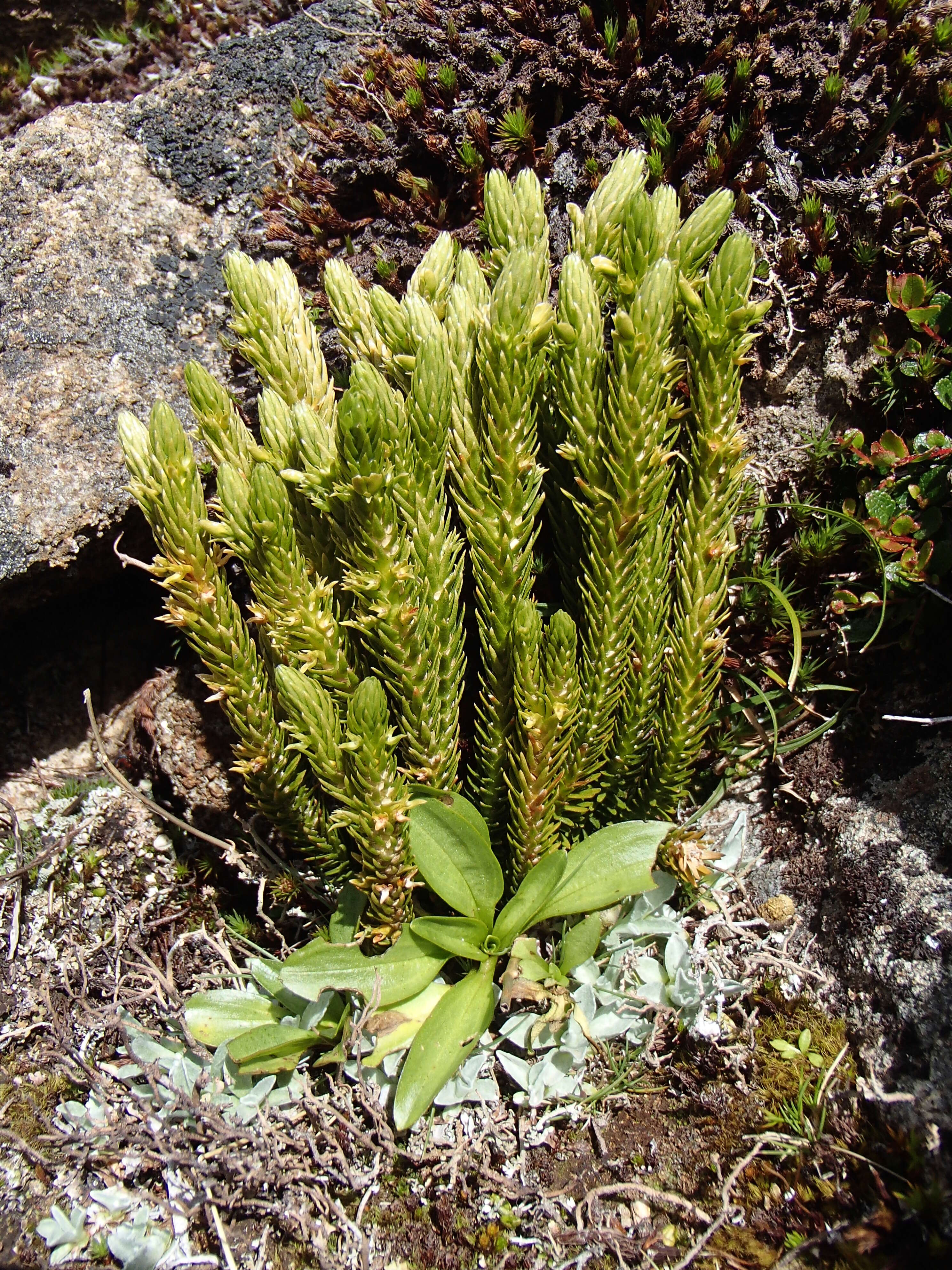 Image of clubmoss