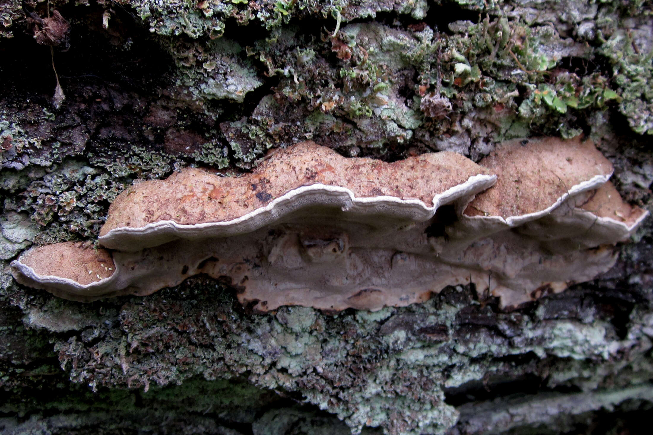 Слика од Phellopilus