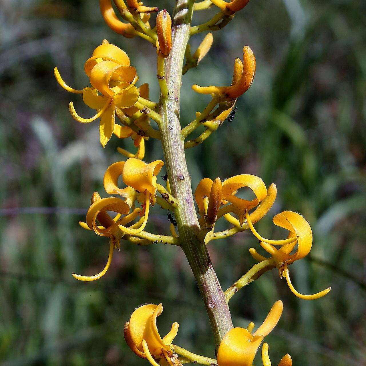 Image of Vochysia pumila Pohl