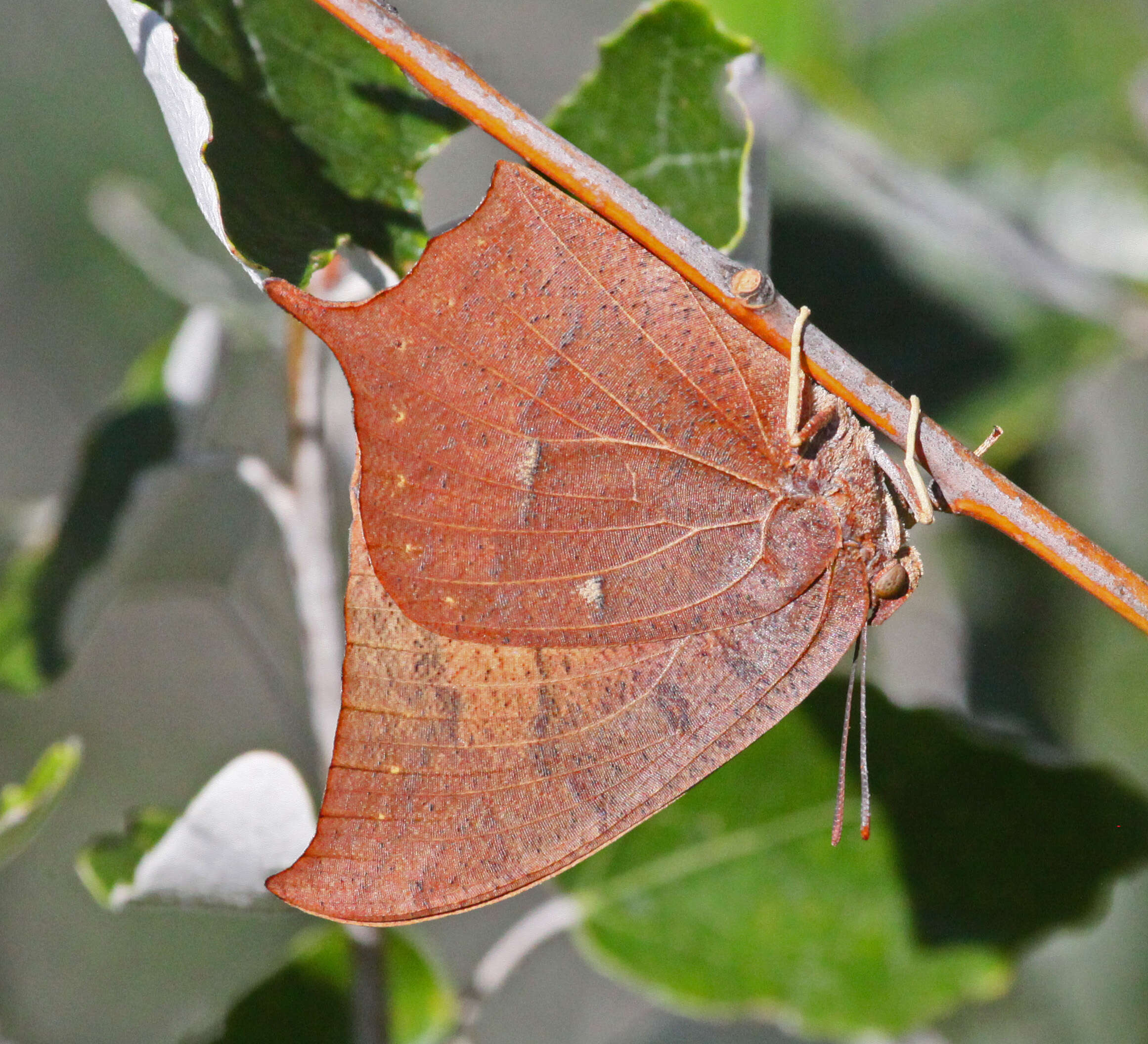 Image of Leafwings