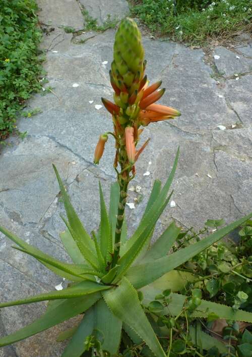 Image of Aloe lineata (Aiton) Haw.