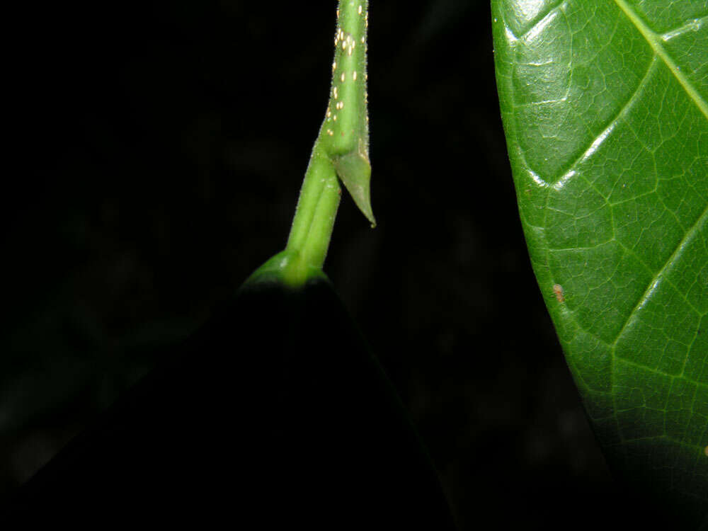 Image of Pubescent Sorocea (tree)