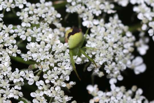 Image of Flower Crab Spiders