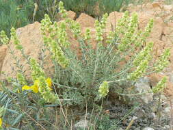 Image of Sideritis fruticulosa Pourr.