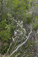 Plancia ëd Epacris grandis R. K. Crowden